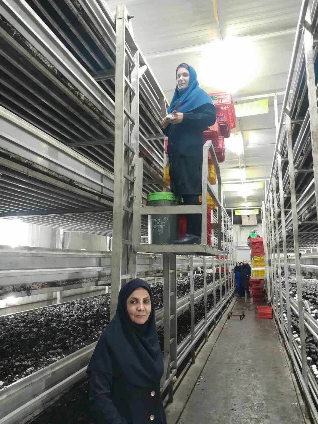 واحد پرورش قارچ کلش طالشان پسیخان در مسیر معرفی به عنوان واحد نمونه کشاورزی