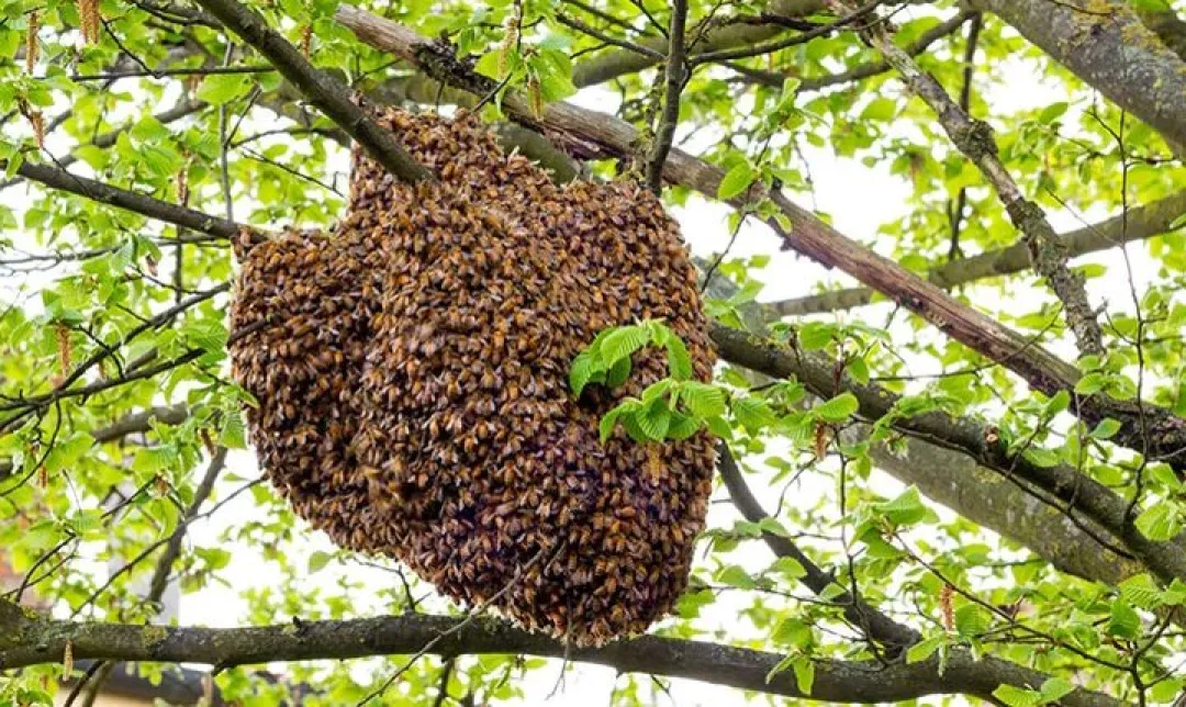 ظرفیت‌های زنبورداری مدرن در استان مرکزی؛ تولید سالانه ۱۱۷۹ تن عسل با وجود چالش‌های اقلیمی