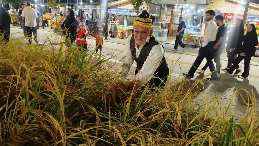 جشنواره شکرانه برنج در بندر کیاشهر؛ تلاقی اقتصاد روستایی، فرهنگ بومی و توسعه پایدار