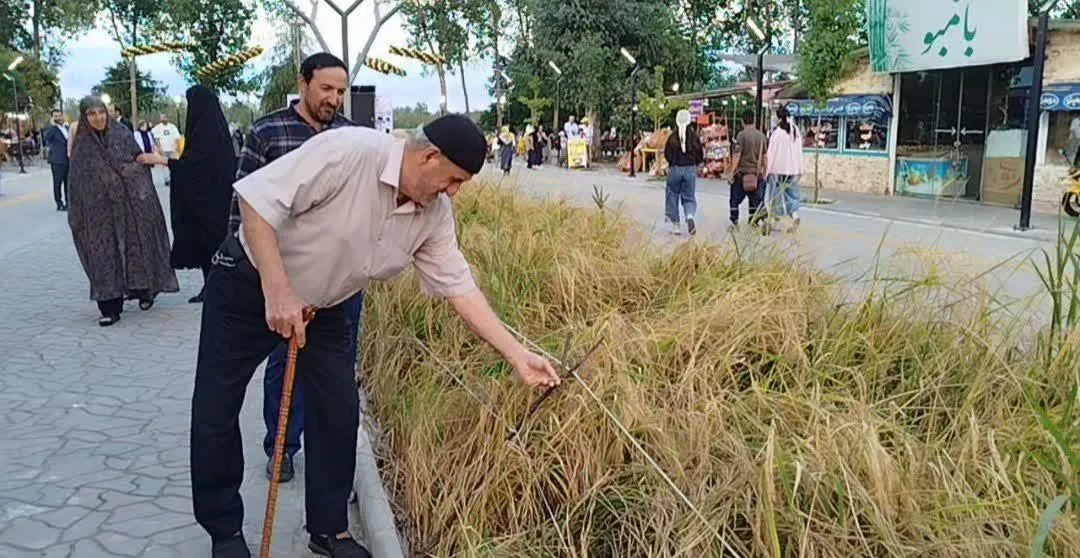 جشنواره شکرانه برنج در بندر کیاشهر؛ تلاقی اقتصاد روستایی، فرهنگ بومی و توسعه پایدار