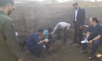 میدان داری به سبک جوانان جهادگر!