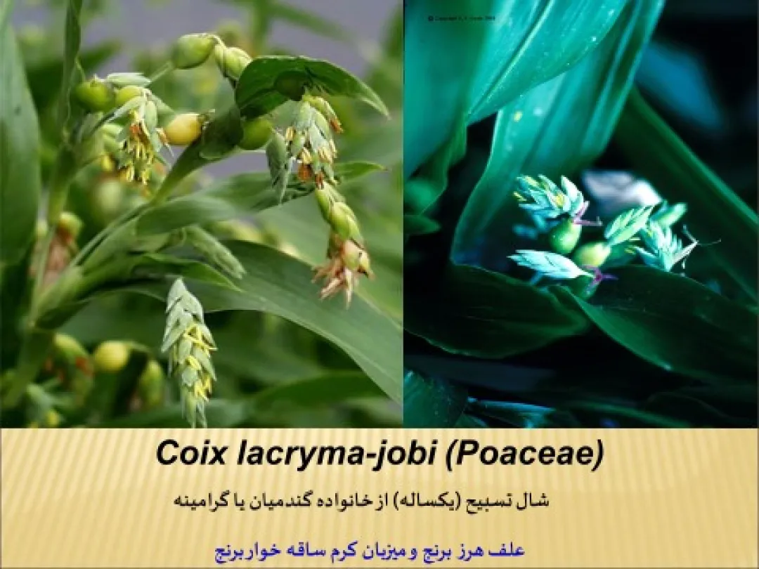 روش‌های مبارزه با علف‌های هرز مزارع برنج در شالیزارهای گیلان