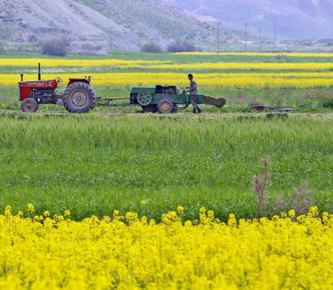 کشت کم آب و استراتژیک؛ نسخه ای برای پایداری کشاورزی