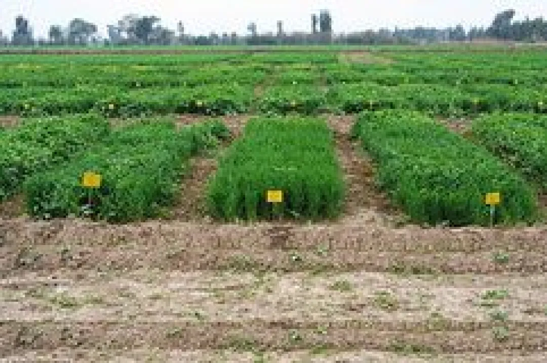 کشت کم آب و استراتژیک؛ نسخه ای برای پایداری کشاورزی