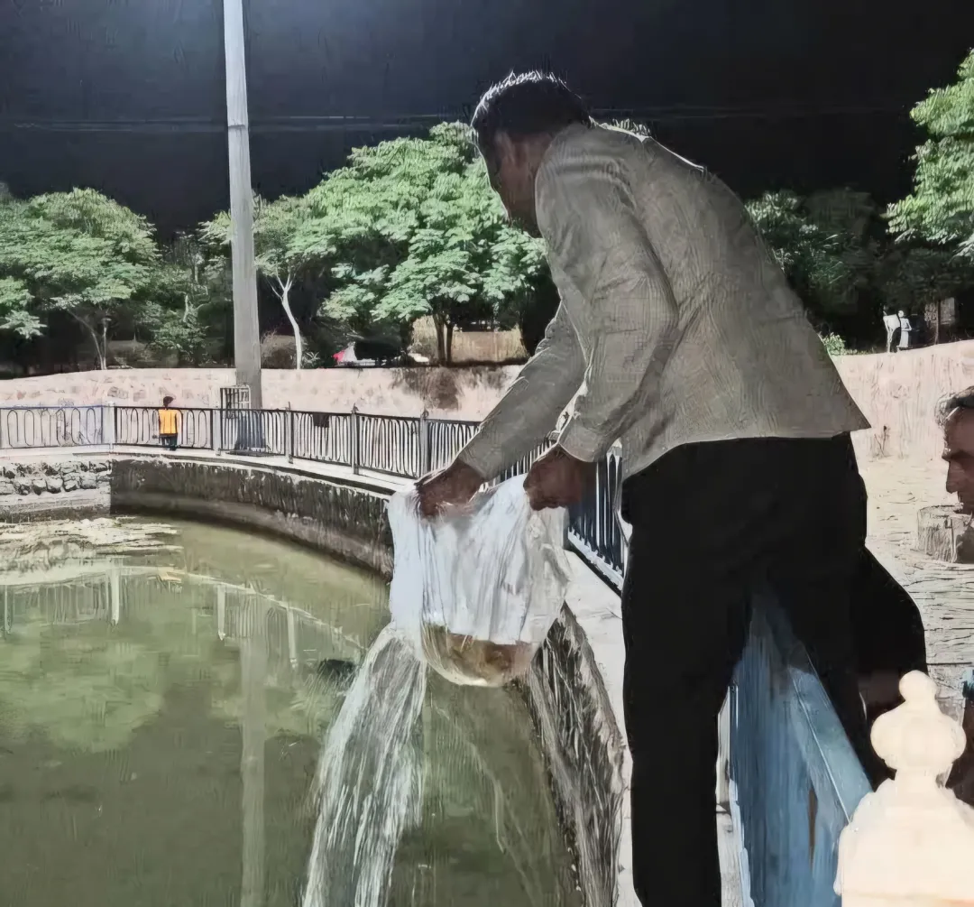 رهاسازی ۸۰۰ ماهی گامبوزیا در ساوه برای مقابله با پشه ناقل بیماری آئدس