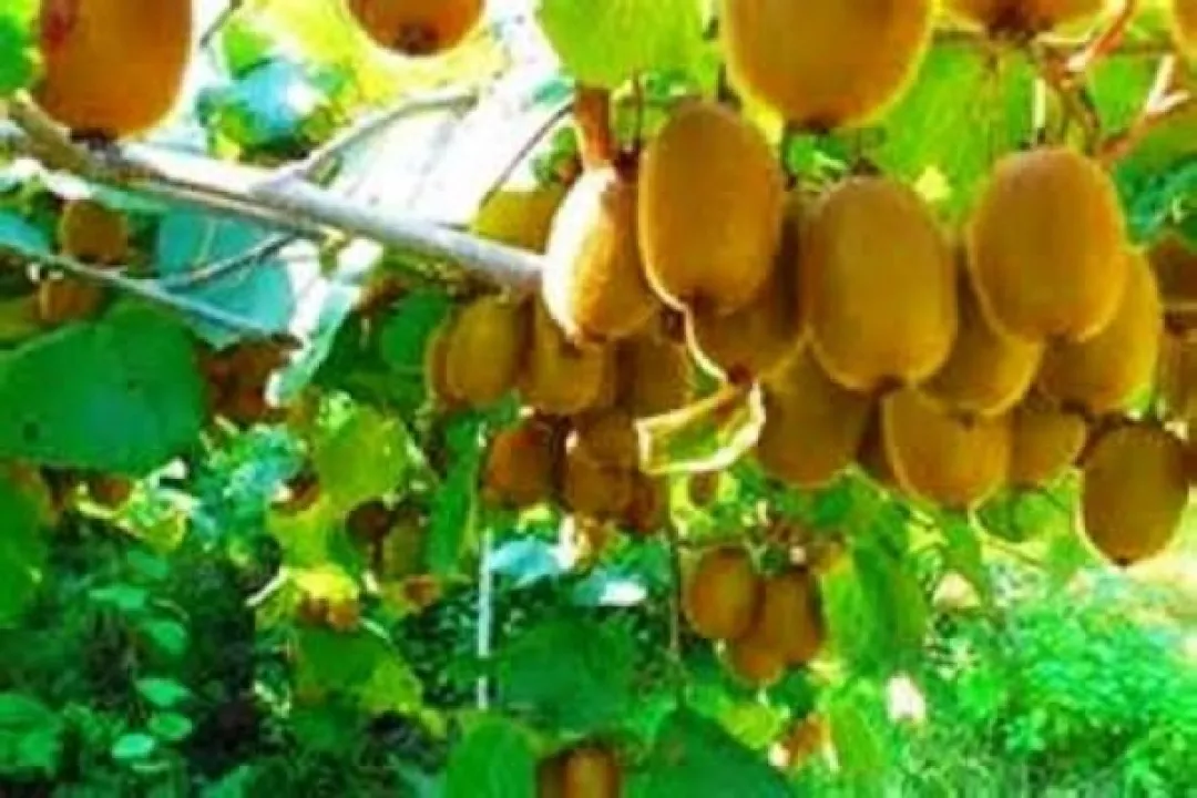 باغ‌های کیوی گیلان؛ درخشش فرصت‌های اقتصادی و پتانسیل‌های کشاورزی