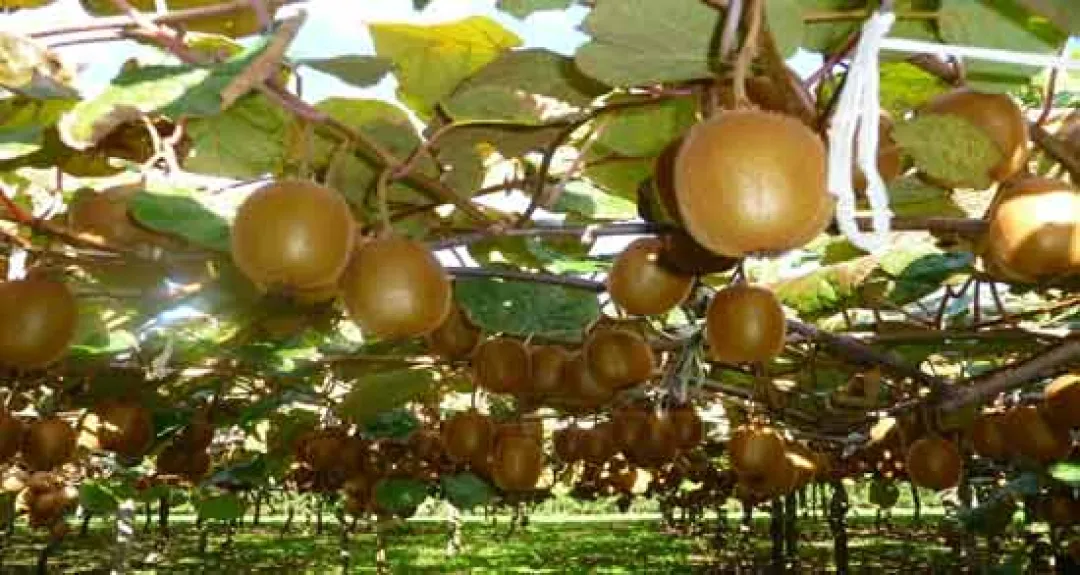باغ‌های کیوی گیلان؛ درخشش فرصت‌های اقتصادی و پتانسیل‌های کشاورزی