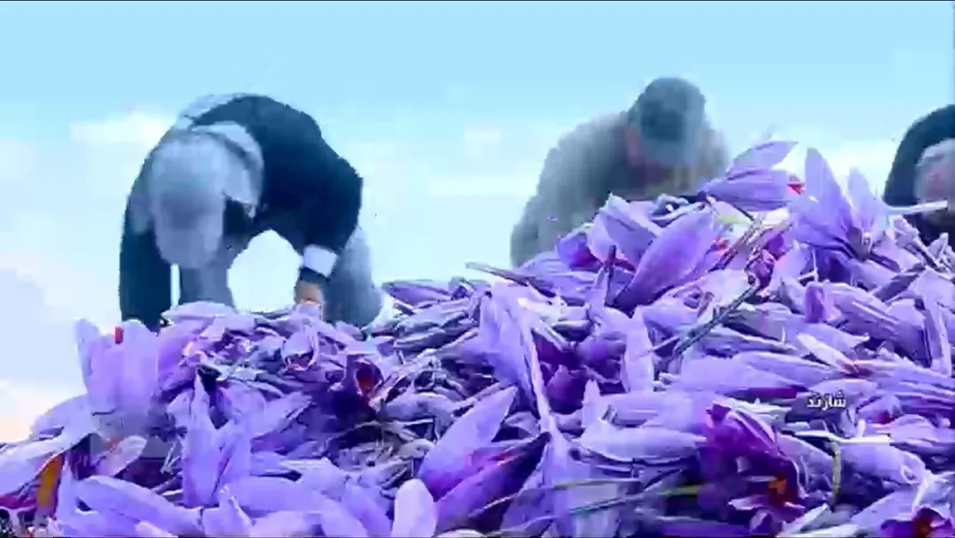 استان مرکزی؛ طلای سبز ایران! تبدیل گیاهان دارویی به موتور محرک اقتصاد و اشتغال