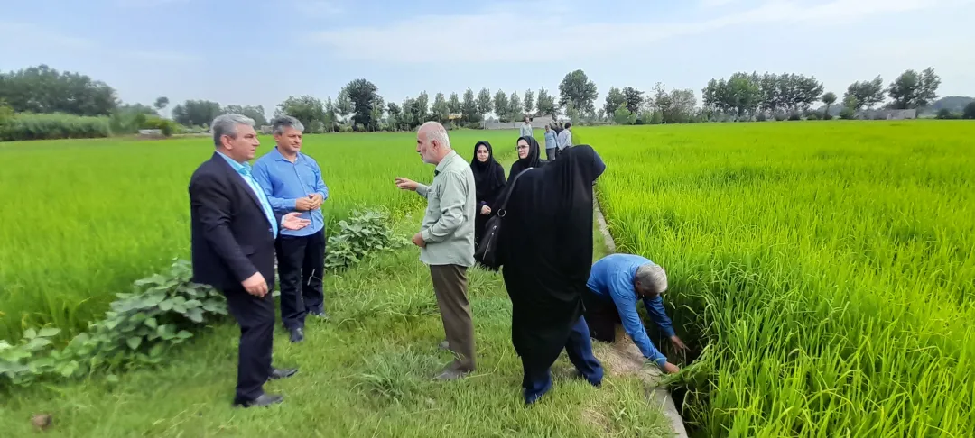 ارزیابی طرح‌های جهش تولید در گیلان: نوآوری و فناوری‌های نوین