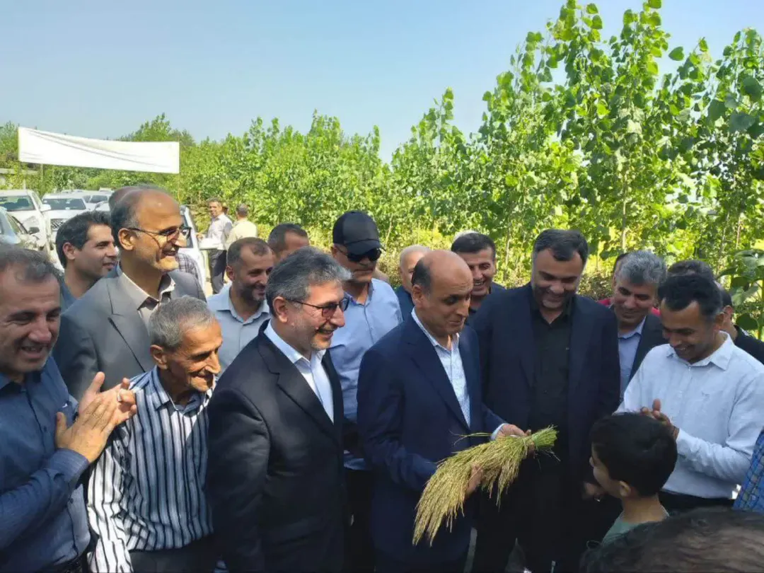 گیلان، پیشگام در کشاورزی نوین؛ جشن برداشت مکانیزه برنج، نویدبخش رونق و خودکفایی