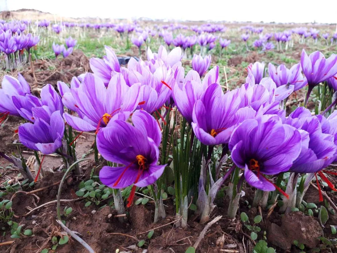 تحول در کشاورزی سردسیر با طلای سرخ؛ کشت مکانیزه زعفران در بن الگویی برای آینده کشاورزی دانش‌بنیان