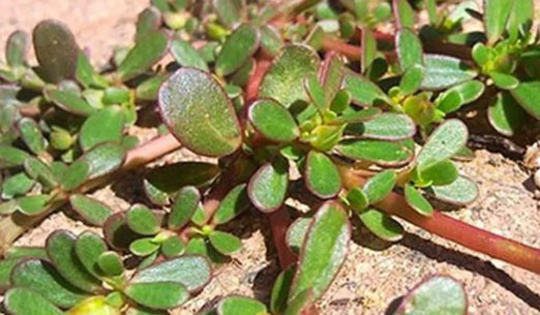 یافته‌های امیدوارکننده از متاآنالیز مطالعات بالینی، کاهش فشار خون با مکمل خرفه