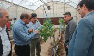 گزارش تصویری بازدید مسئولین جهاد علمی از گلخانه کشت بذر سیب زمینی